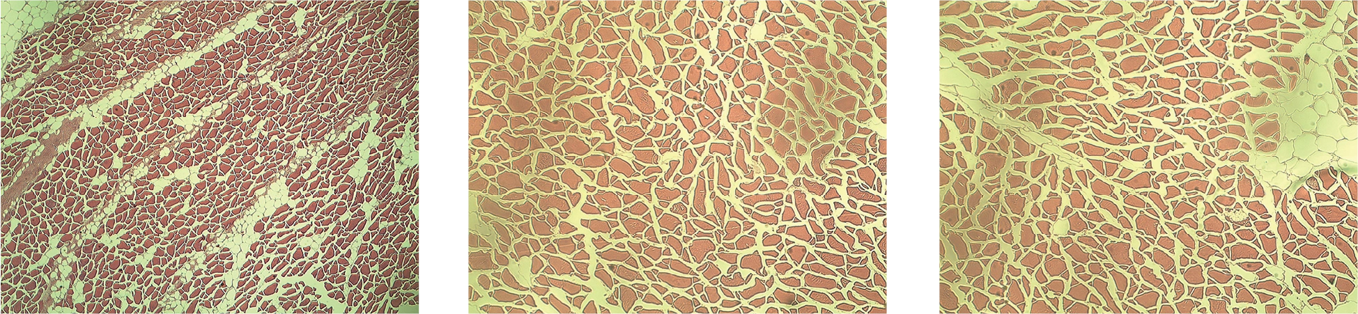大豆大サイズ群：断面図